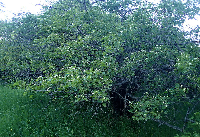 Crataegus nigra kz1